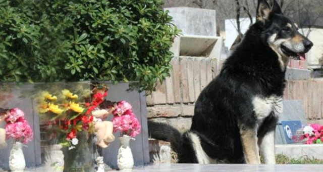 Vefakar Köpek 12 Yıl Boyunca Ölen Sahibinin Mezarı Başında Bekledi