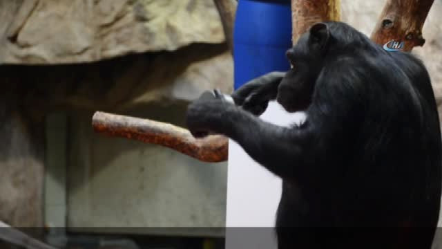 Şempanze Ressam Oldu, Eserleri Açık Arttırmaya Çıkacak