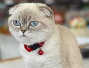 İş insanına silahlı akın: Buyruğu Ukrayna’dan almışlar