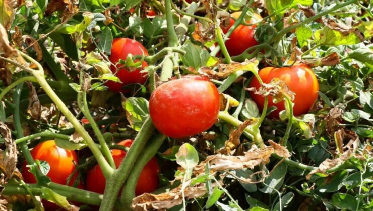 Ayaş domatesi Avrupa Birliği tescili aldı