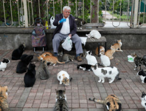 Her gün 700 kediyi doyuran emekli: Ben onların babasıyım