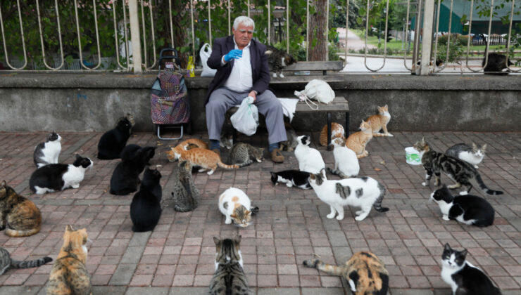 Her gün 700 kediyi doyuran emekli: Ben onların babasıyım