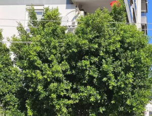 Ağacın içinden geçen elektrik telleri mahalleliyi huzursuz ediyor