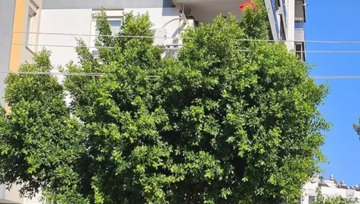 Ağacın içinden geçen elektrik telleri mahalleliyi huzursuz ediyor