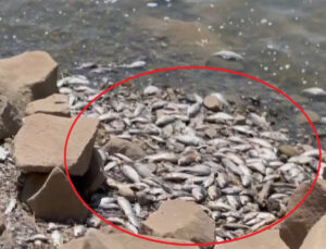 Devegeçidi Barajı’nda toplum balık mevti: Sebep için numune alındı