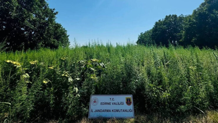 Edirne’de bir tarlada 120 bin kök Hint keneviri ele geçirildi