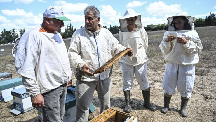 İstanbul’da arıcılar hasada başladı