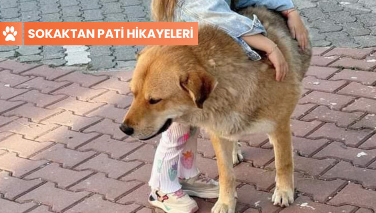 Joe’nun salladığı sevinç kuyruğu: Belediye aldı, mahalleli ayağa kalktı