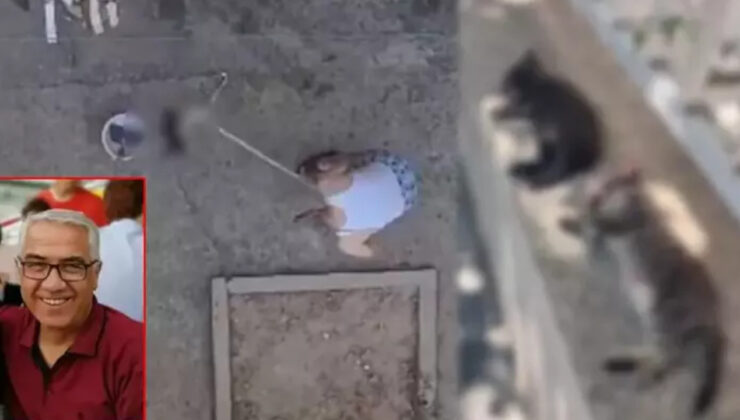 Manisa’da kedileri katleden kuşkulu: Sinilerime hakim olamadım