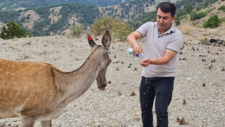 Salda Gölü etrafına salınan kızıl geyikler görüntülendi