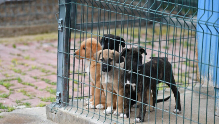 AYM’den sokak hayvanları düzenlemesiyle ilgili karar: Asıldan görüşülecek