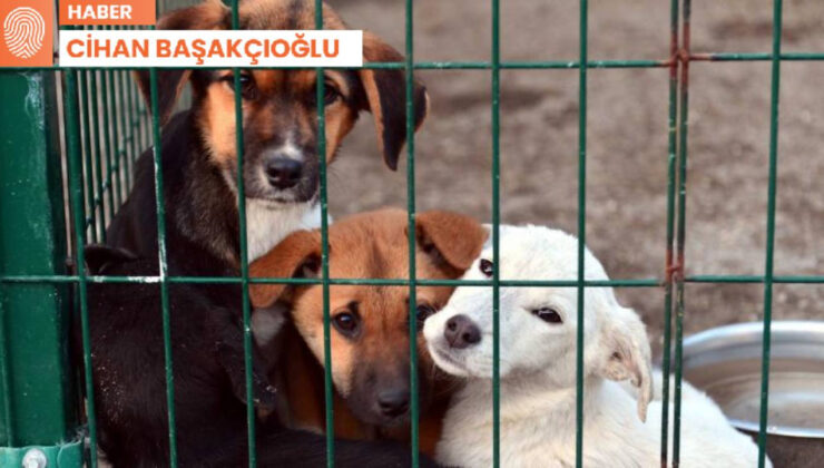 İki yavru köpeği şişleyerek öldürdü, savcı beraat istedi