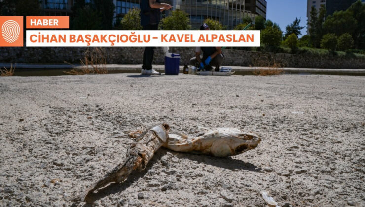 İzmir ve Volos’taki balık vefatları neden kaynaklanıyor?