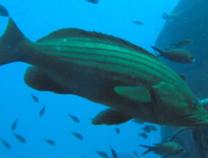 Atlas Okyanusu’nda yaşayan ‘grida’ Marmara’da görüldü