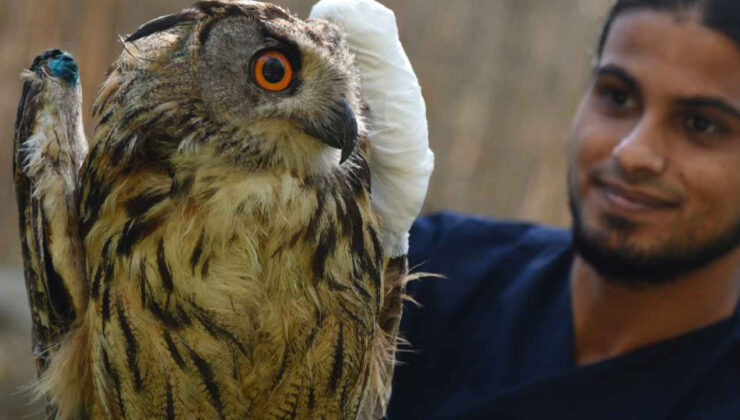 Jenerasyonu tehlike altındaki yaralı puhu kuşu tedaviye alındı