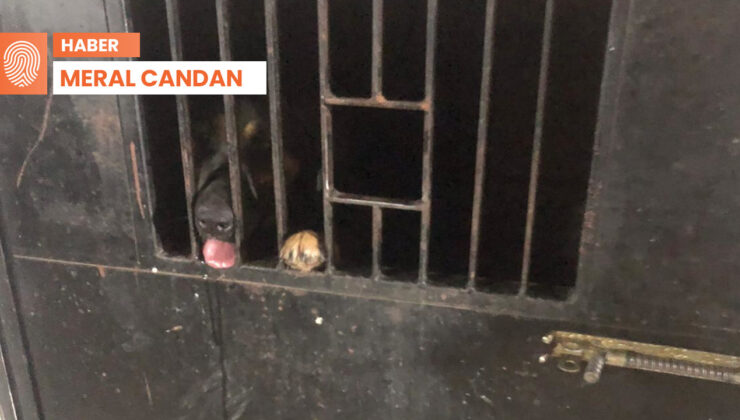 Şahidi anlattı: Ümraniye’deki barınakta neler oluyor?