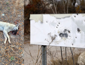 Komşusunun beslediği yavru köpeği öldürdü, hür bırakıldı